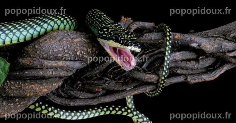 Explore Asia's Realm of Flying Snakes - A-Z Animals Slideshows