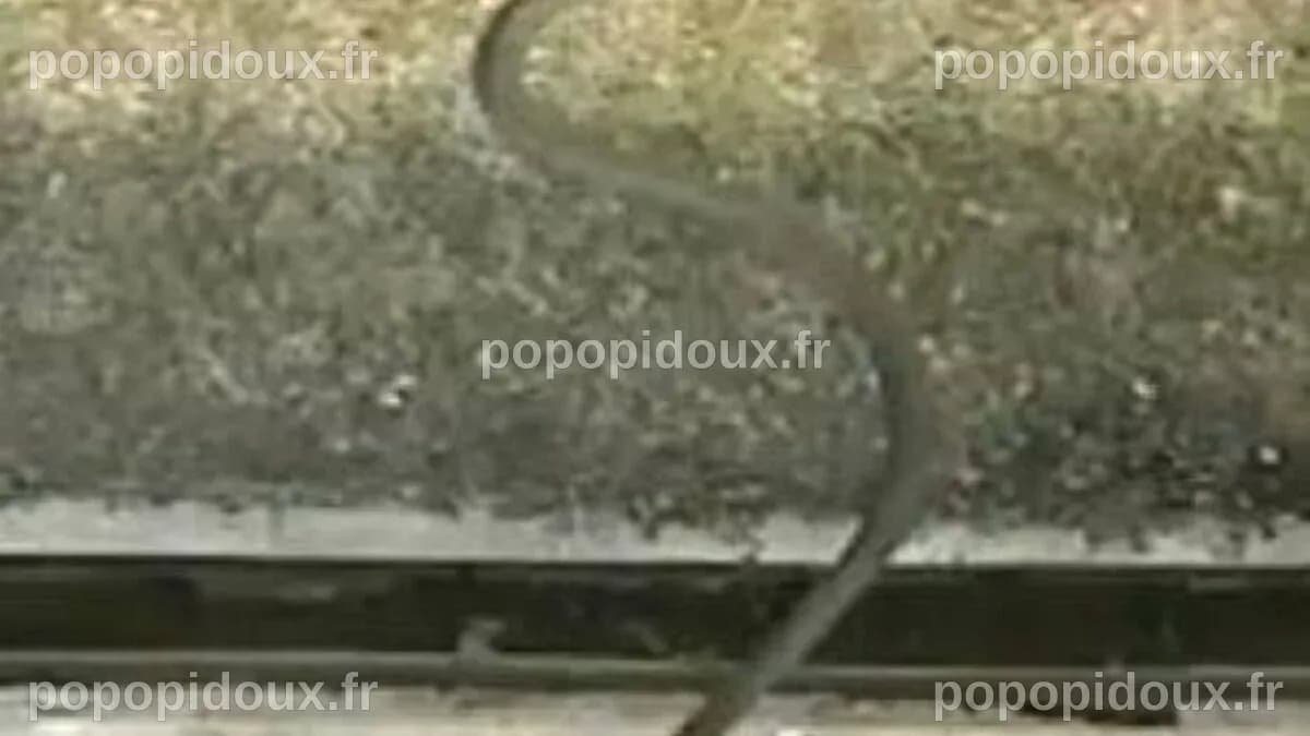 Des serpents volants découverts en Asie
