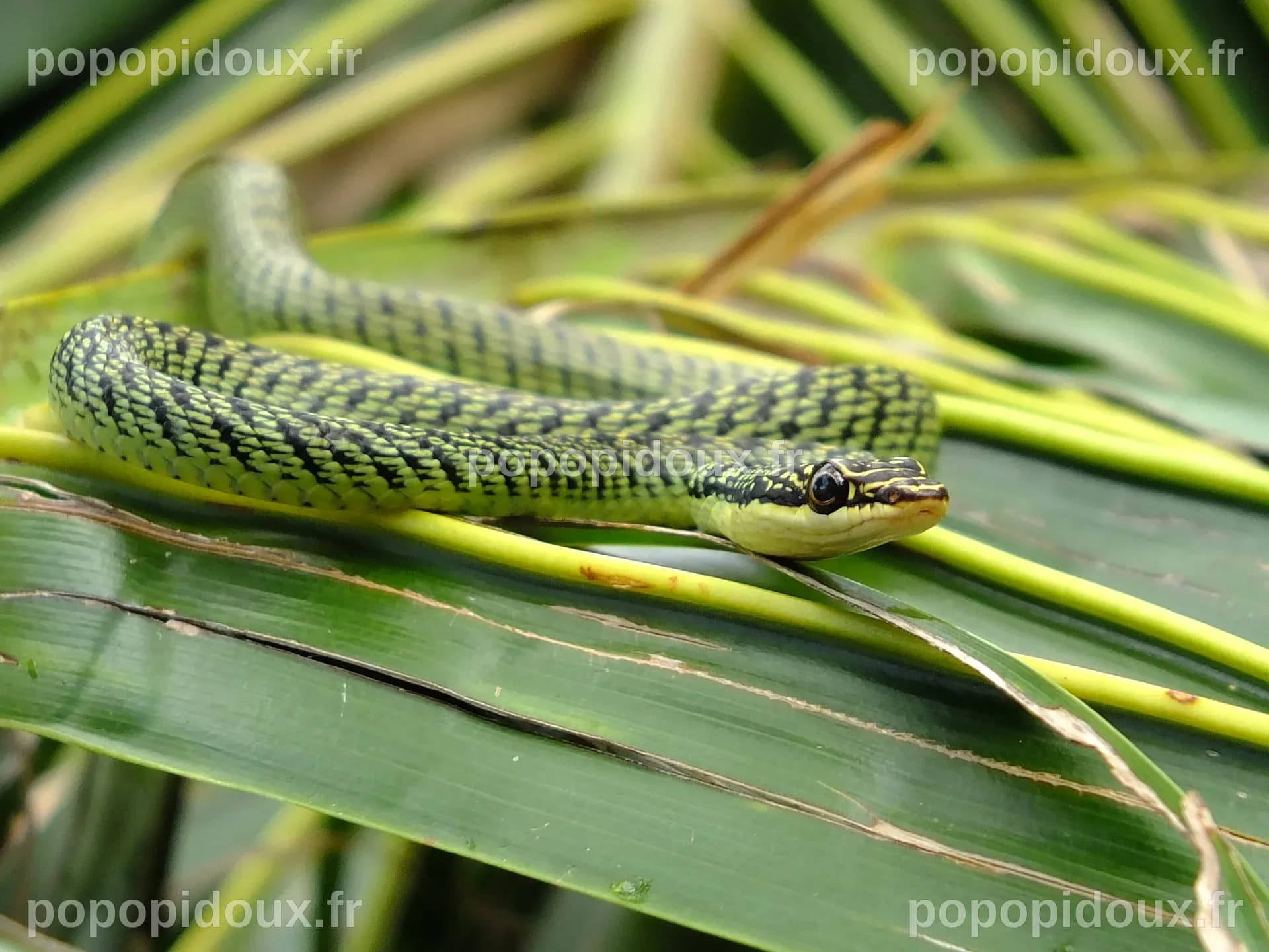 À la découverte des serpents volants d'Asie