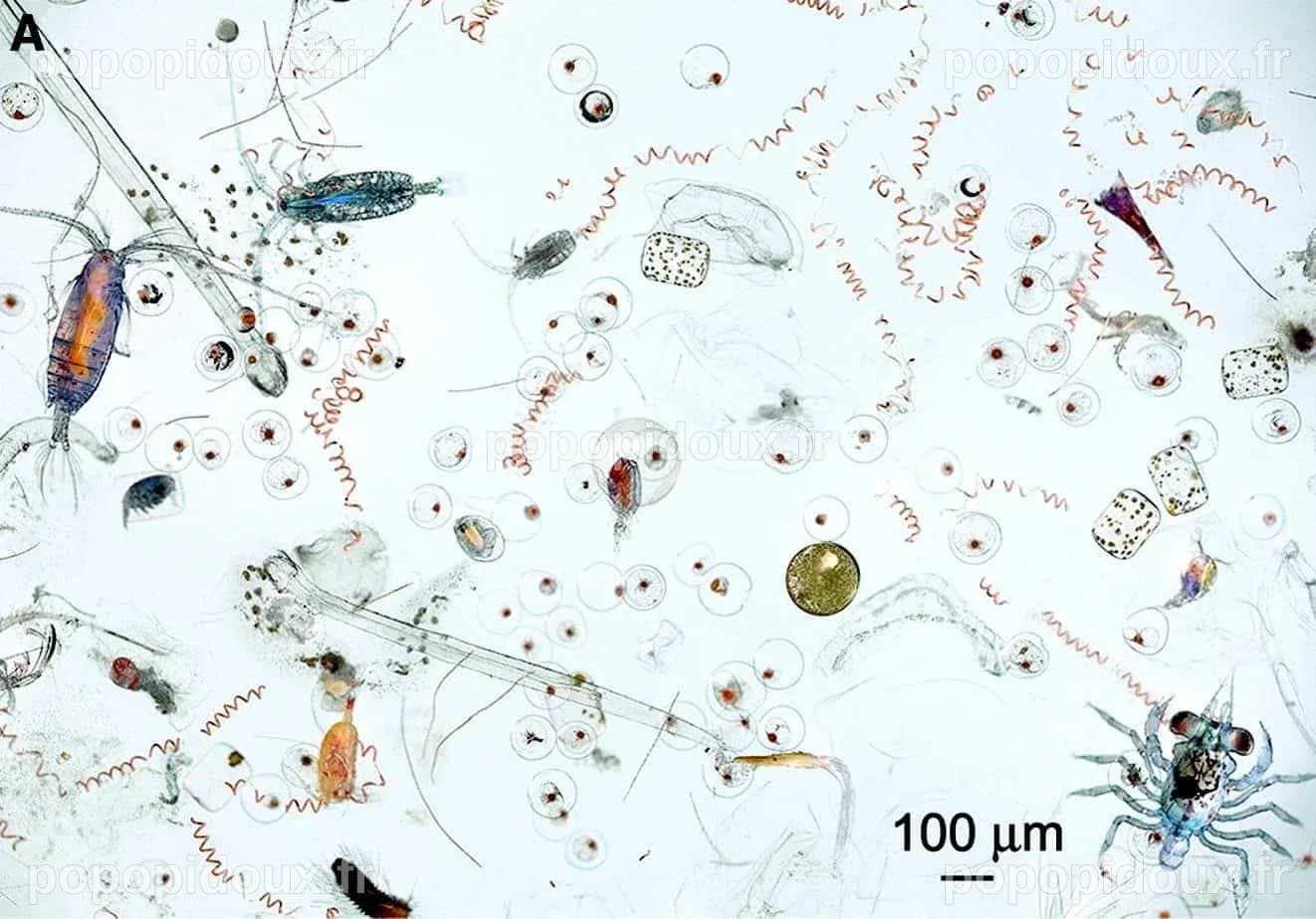 Microbes et méconnus, tout un monde dans une goutte d’eau ! - Espace ...