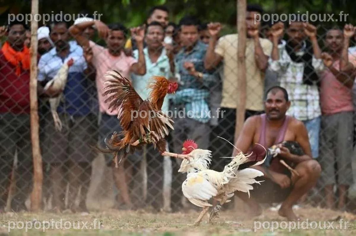 En Inde, les combats de coqs, un vieux jeu d'argent divertissant des ...