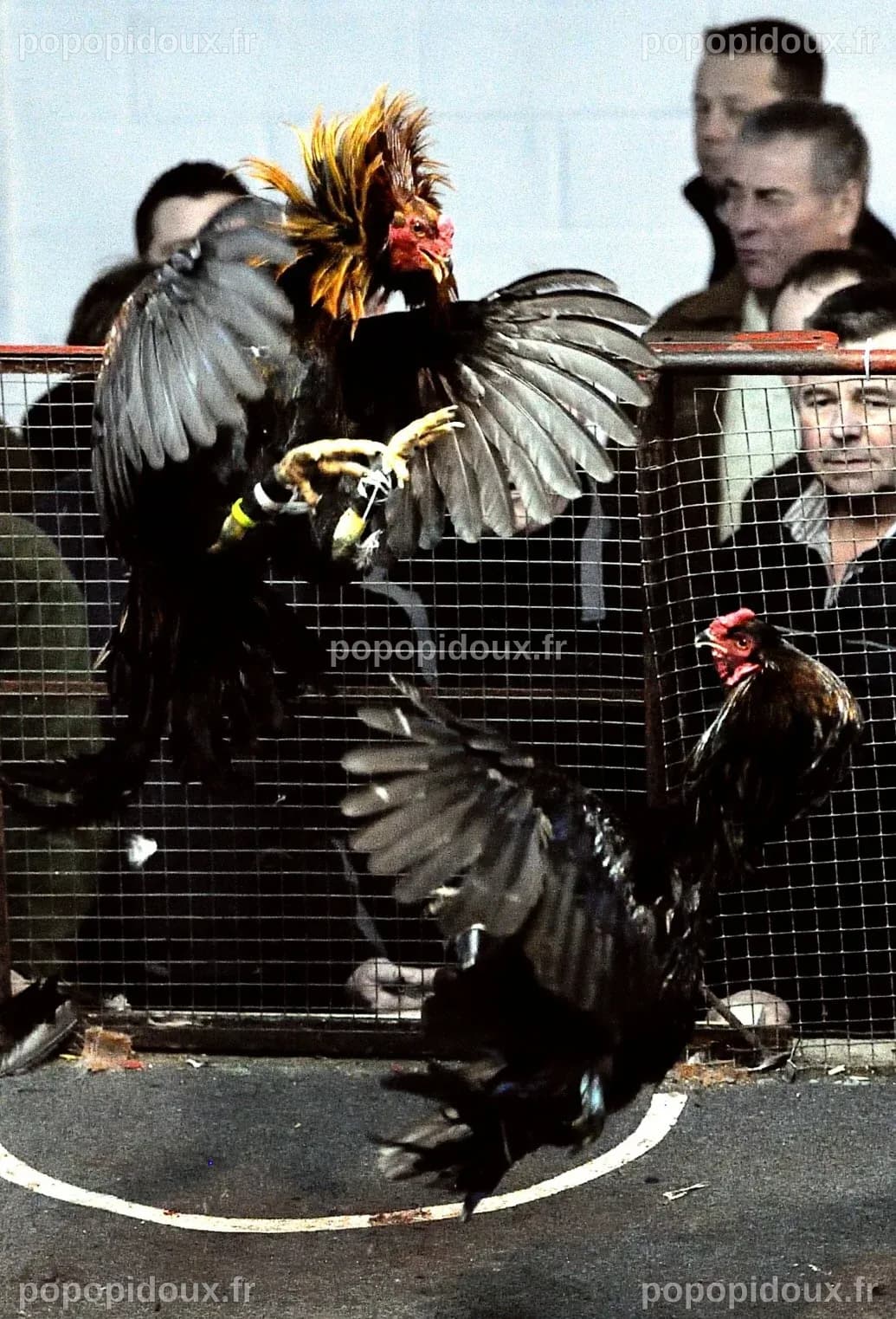 zoom. Les coqs du Nord perdent des plumes