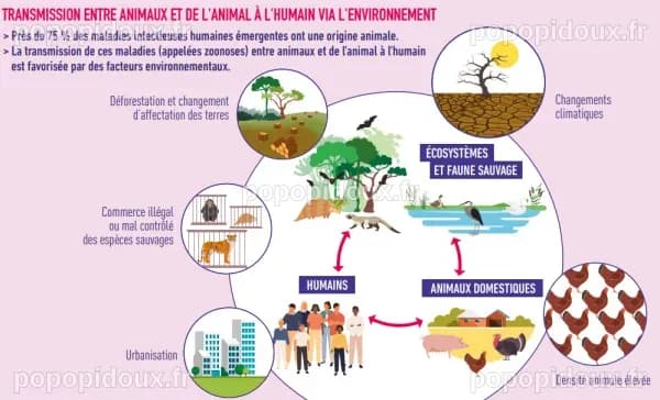 Epidémies, virus, antibiorésistance et pollution : notre santé en jeu avec les animaux et la planète