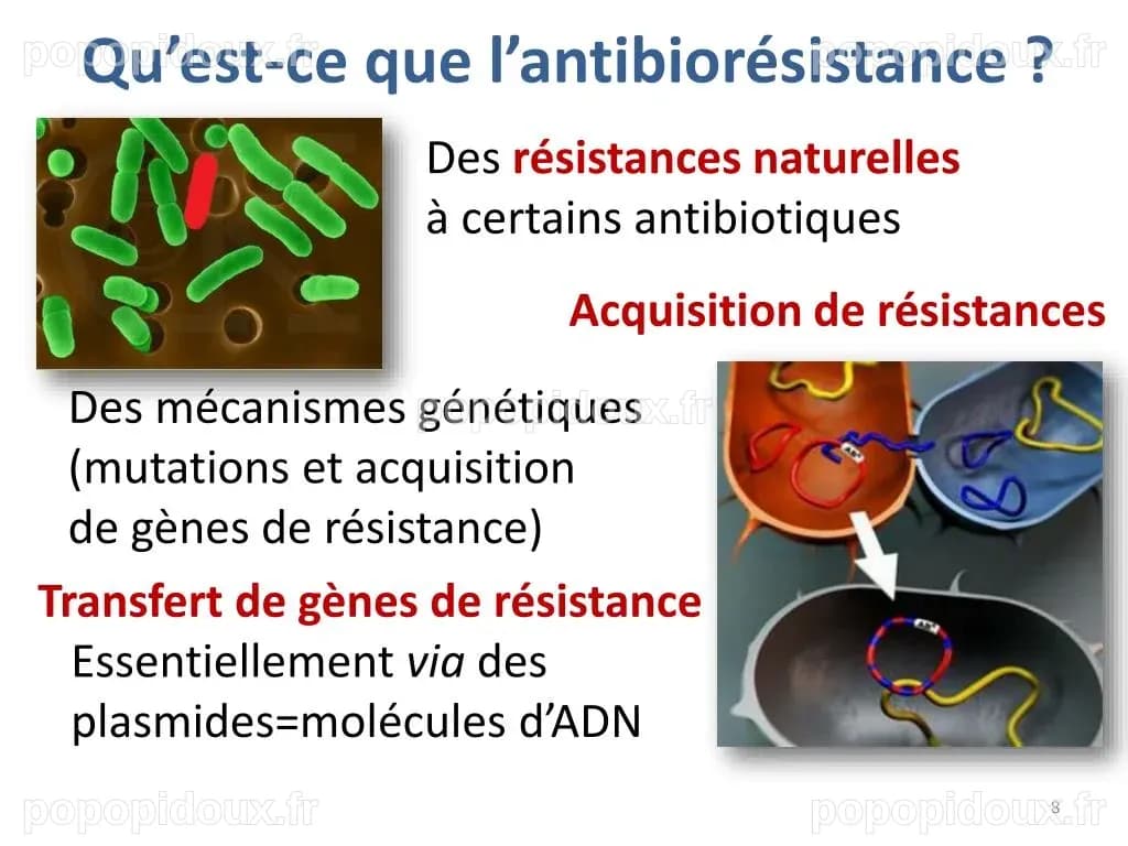 PPT - Limiter l ’ antibiorésistance Un enjeu de santé animale et de ...