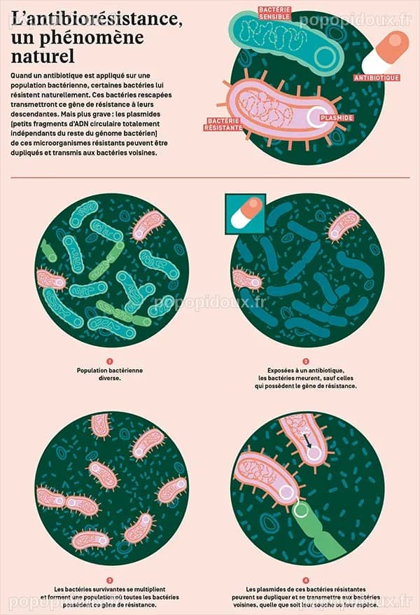 Lutter contre l'antibiorésistance | INRAE