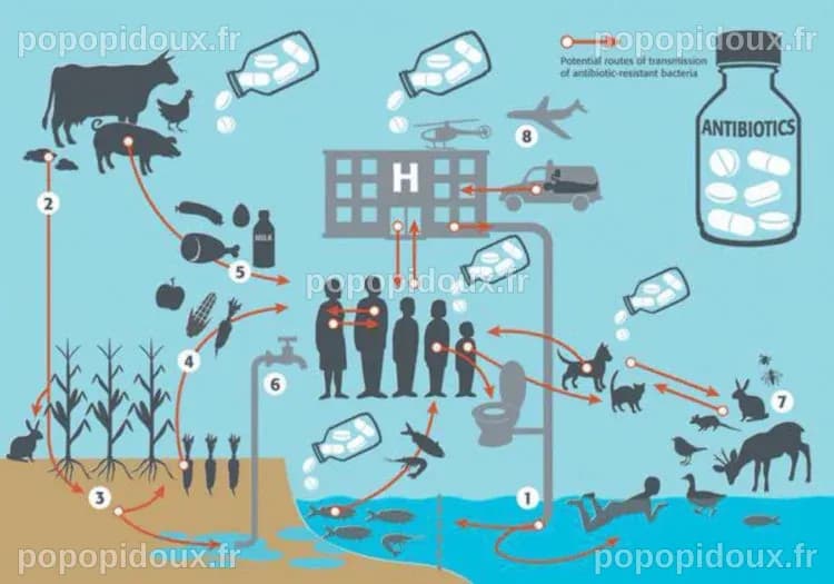 La résistance aux antibiotiques et le risque de transmission à partir ...