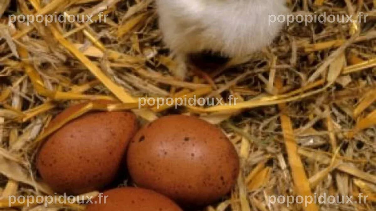 Qui de la poule et de l’œuf était le premier ? L’énigme résolue