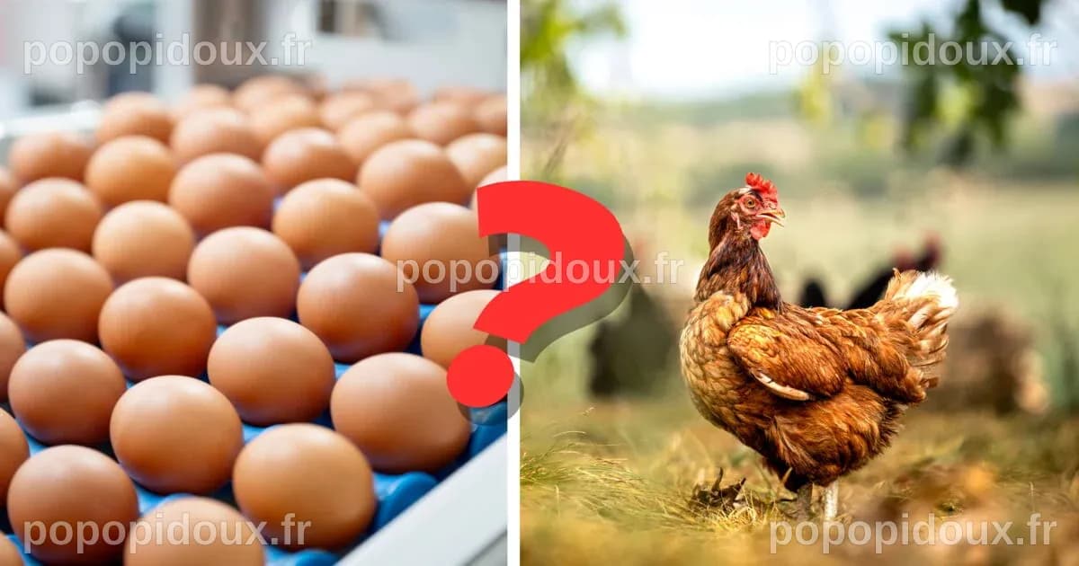 L'œuf ou la poule : la science met fin à un débat millénaire
