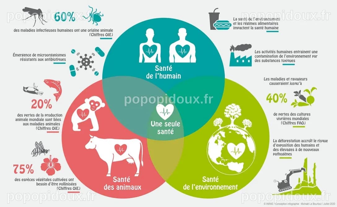 One Health | Réseau régional d’appui à la prévention et à la promotion ...
