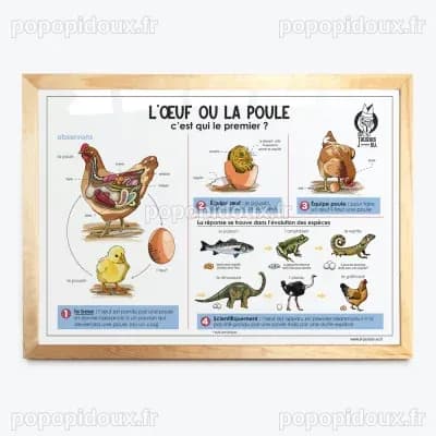 Qui est arrivé en premier : l'œuf ou la poule ? Une étude scientifique lève le voile sur cette énigme séculaire