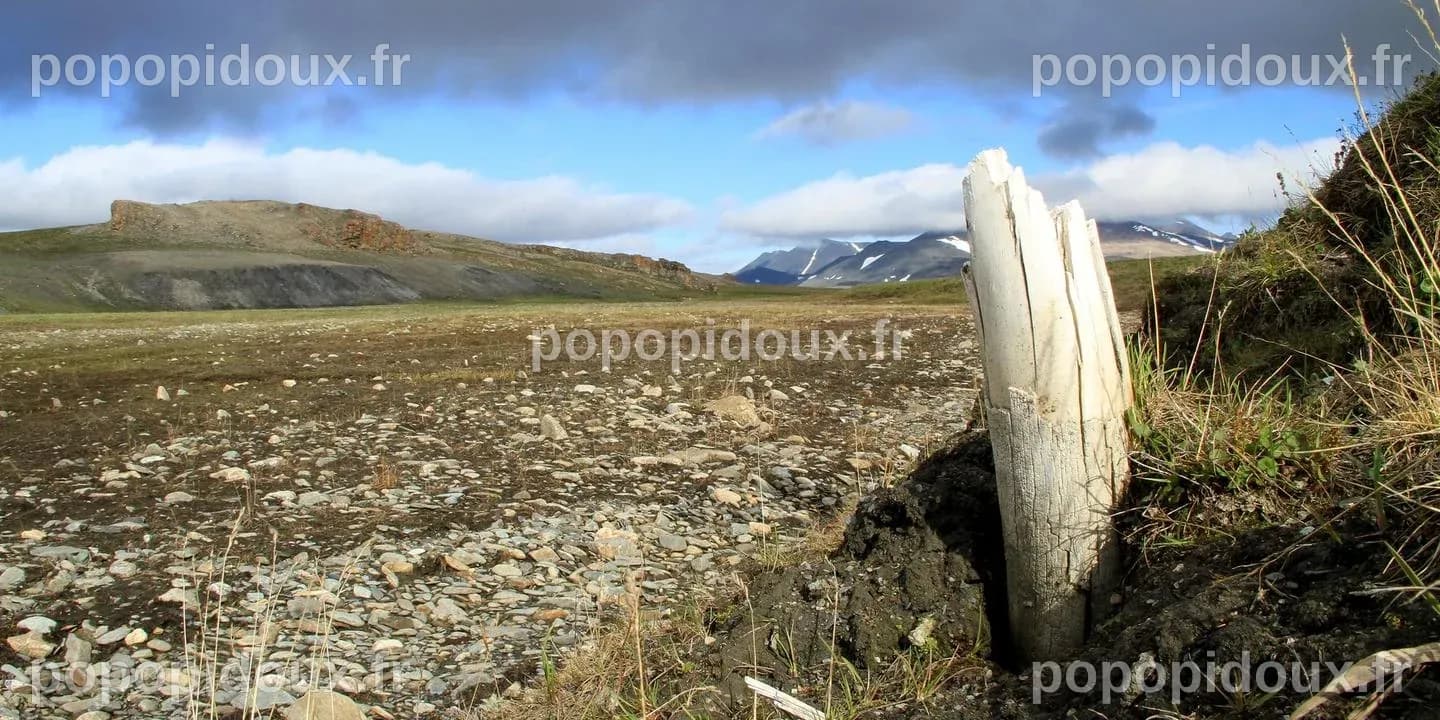 Des microbes de mammouths révélés par la paléogénomique