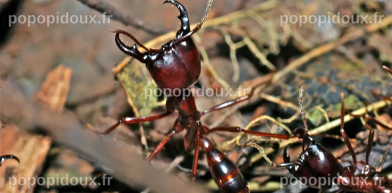 Épidémies : les fourmis tropicales, parfaites sentinelles pour ...