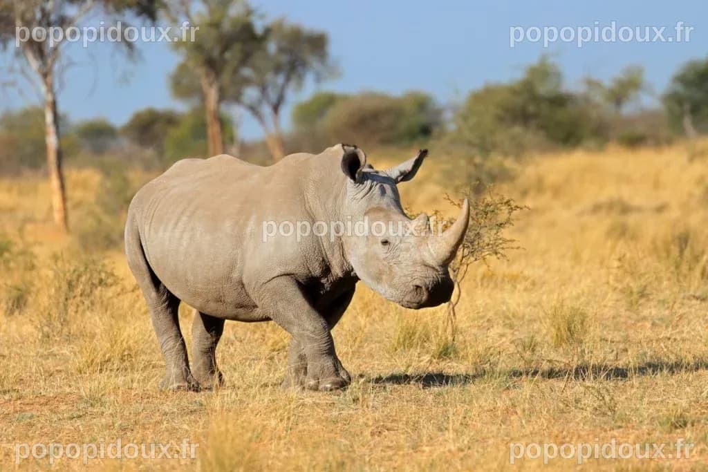 Top 10 des animaux les plus massifs de notre planète