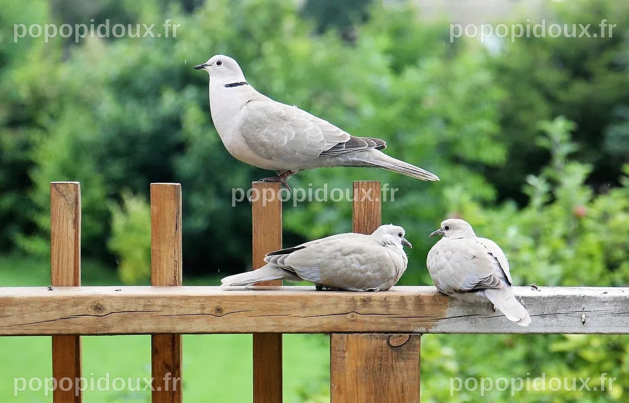 Trouvez le métier avec les animaux de vos rêves