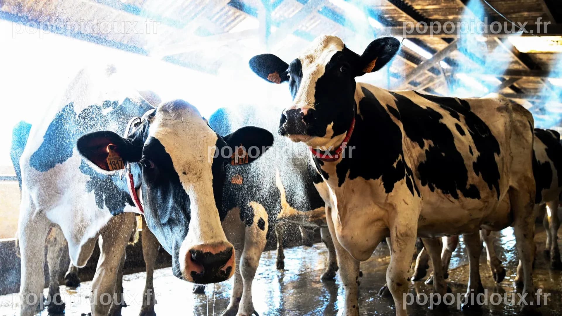 Santé mondiale : Pourquoi notre avenir dépend des animaux et de la planète