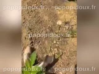 QUAND LES ANIMAUX DEVIENNENT DES HEROS - Videos Droles