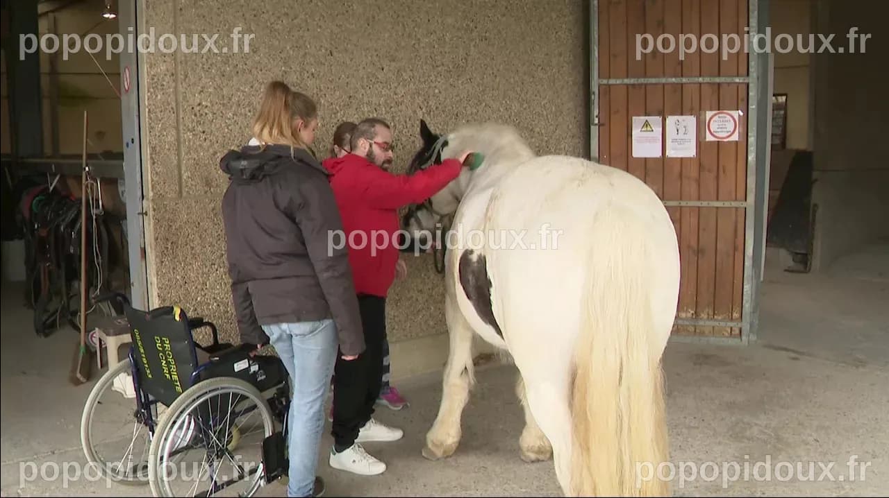 CHAT: La médiation animale, ou quand les animaux peuvent avoir un ...