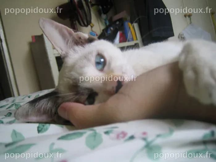 Les chats tissent des liens avec leurs propriétaires de la même manière ...