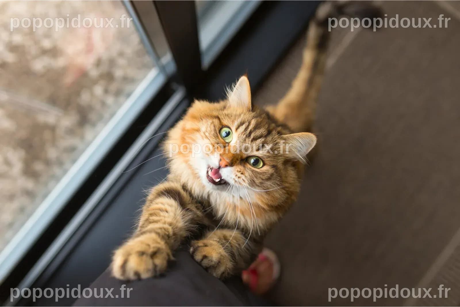 Comment réussir à appeler votre chat ? La science dévoile enfin la méthode efficace