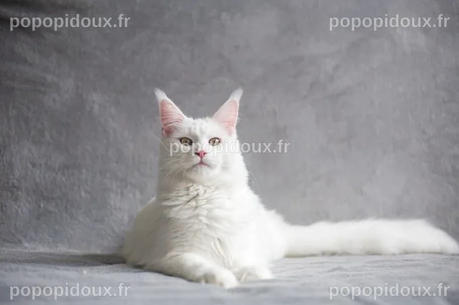 Les 5 personnalités du chat : laquelle est celle de votre chat