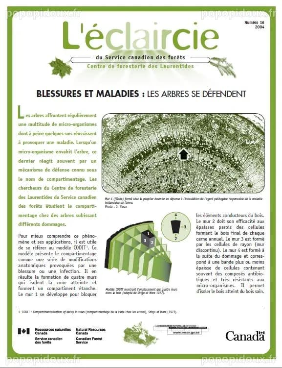 Blessures et maladies : Les arbres se défendent | Canadian Conservation ...