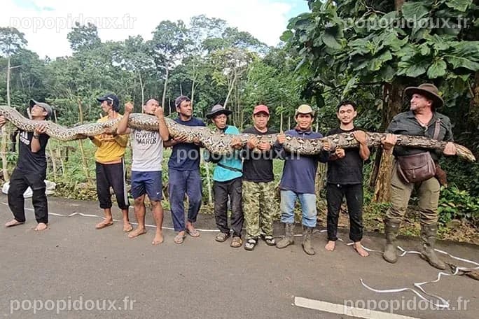 Mesuré à plus de 7 mètres, ce python réticulé bat le record du serpent ...