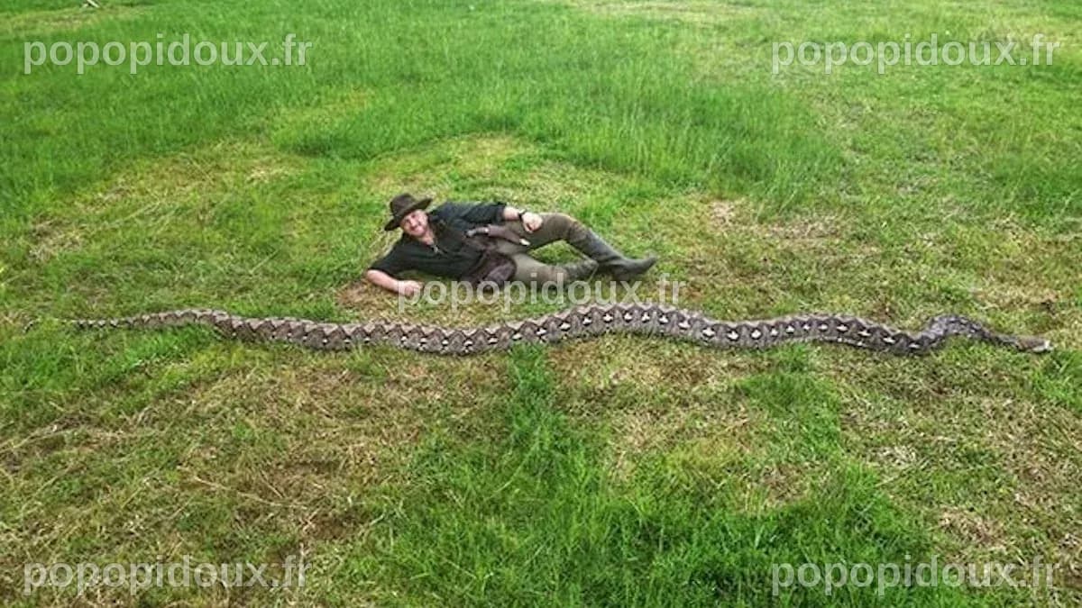 Mesuré à plus de 7 mètres, ce python réticulé bat le record du serpent ...
