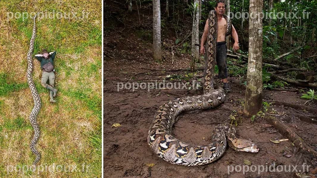 Guinness révèle le serpent sauvage le plus long de l'histoire : il dépasse la taille d'un conteneur maritime