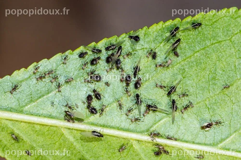 La Vente de Pucerons S'intensifie Après l'Annonce d'une Percée Mémorielle par Google