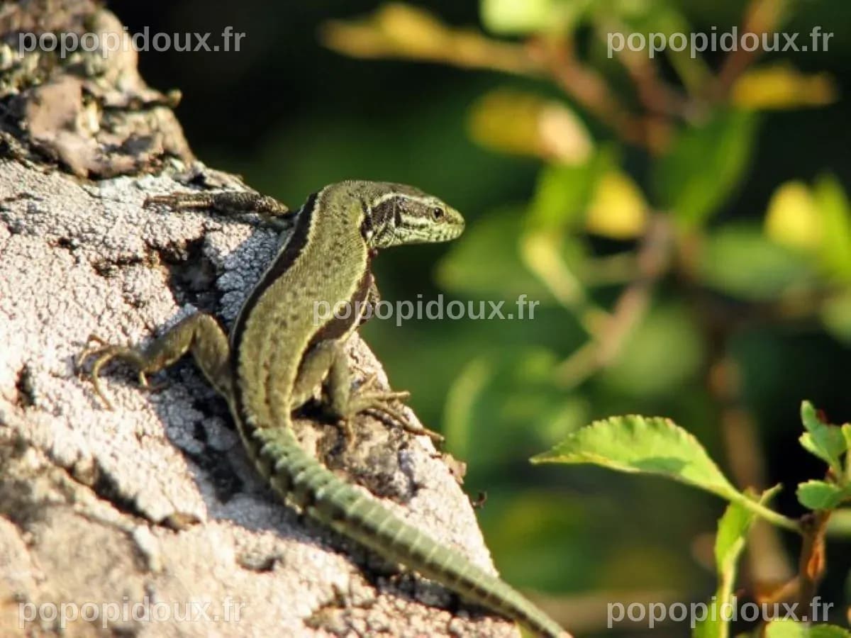 Deux lézards surpris dans une position hilarante (VIDEO)