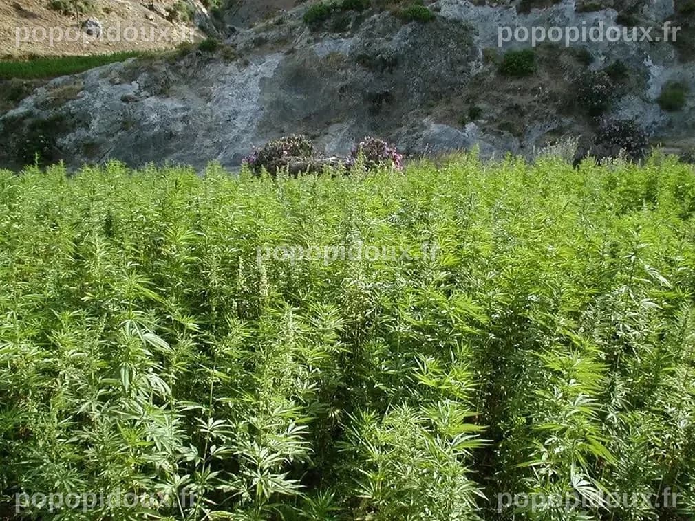 Le secteur du cannabis : une opportunité économique pour Saint-Vincent et les Grenadines