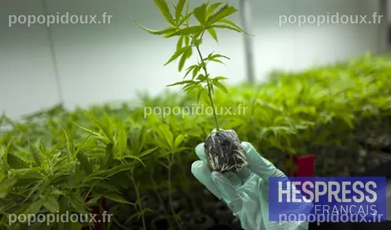 Maroc : essor économique et social du secteur du cannabis légal