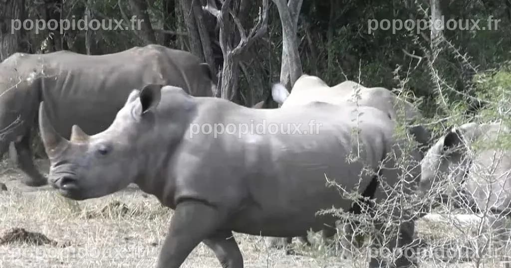 Les rhinocéros blancs de retour au Mozambique | Africanews