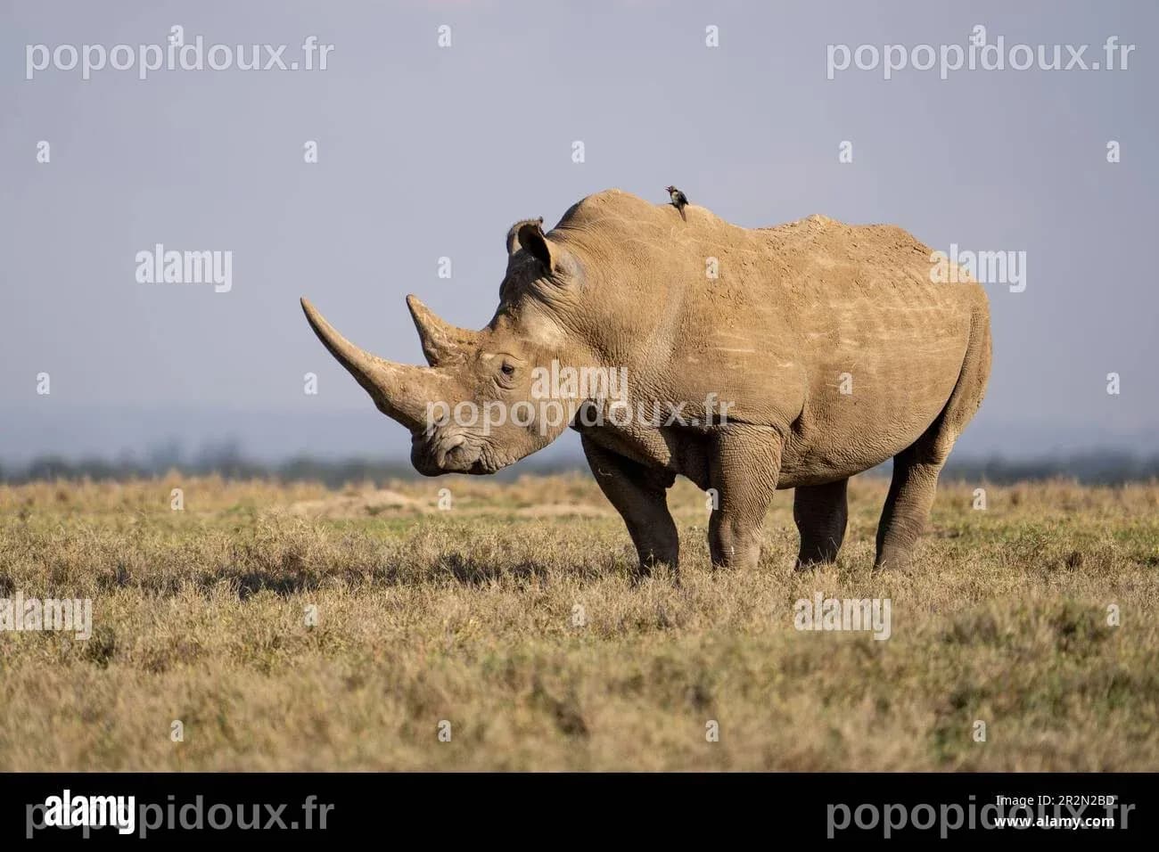 Les rhinocéros blancs de retour en Ouganda, 43 ans après l'extinction causée par les braconniers
