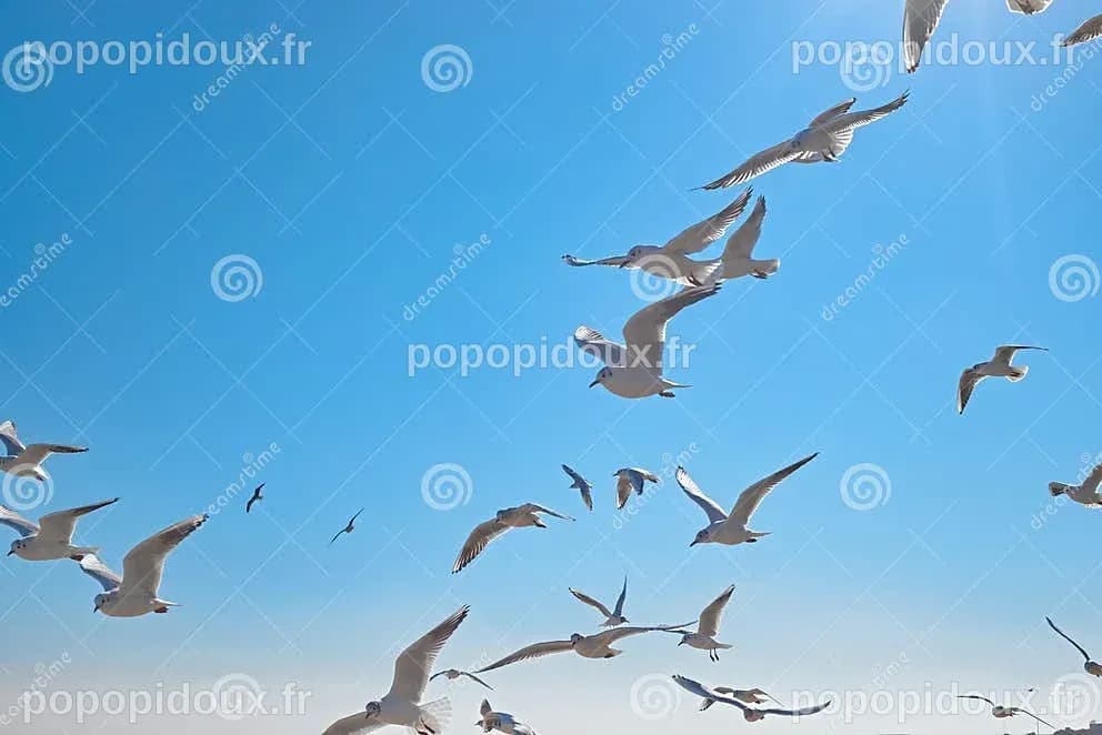 Mouettes Qui S'envolent Gracieusement Dans L'air Au-dessus Des Vagues ...