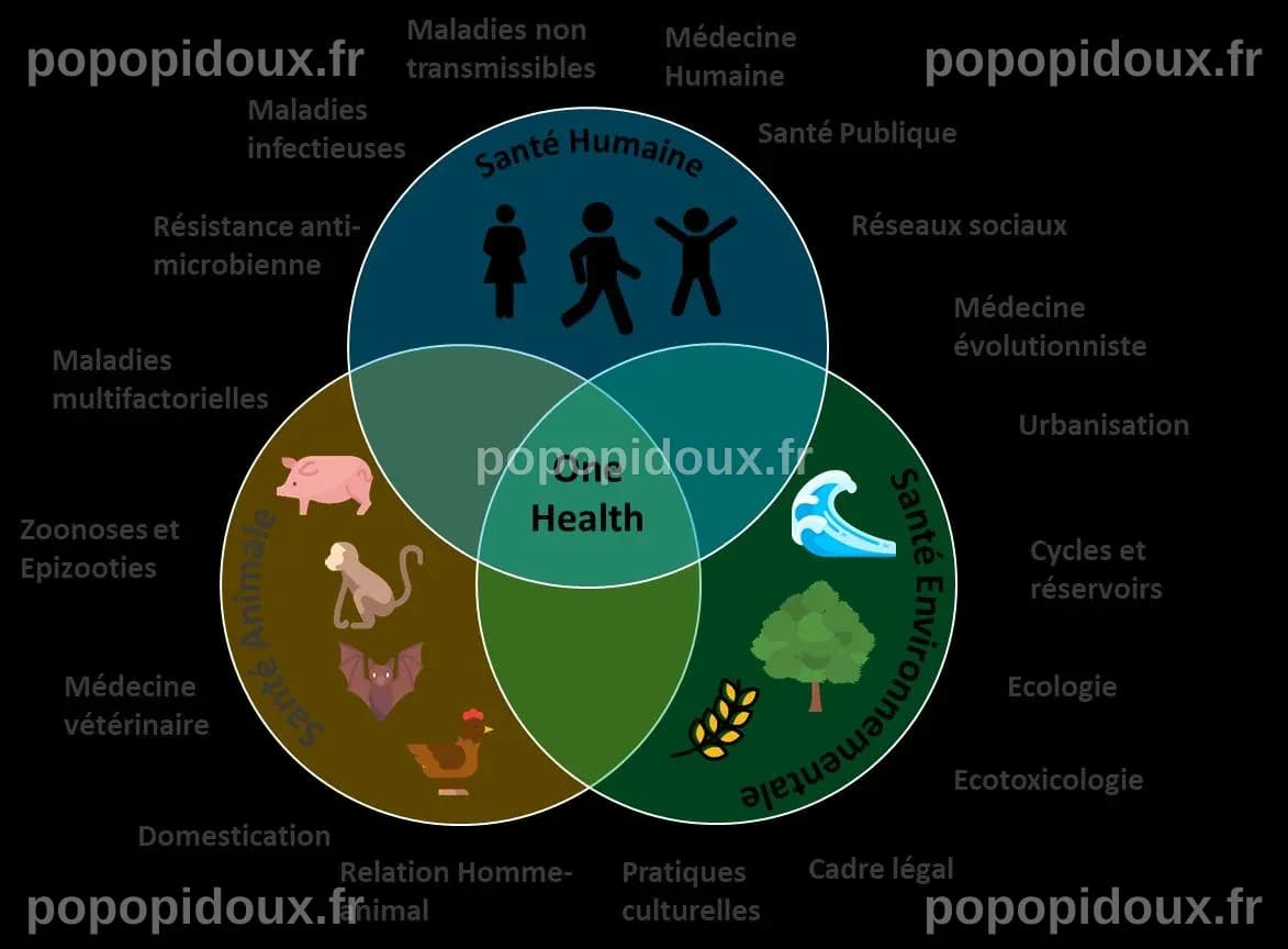 One Health - Une seule santé, évaluation d’une approche intégrée en ...