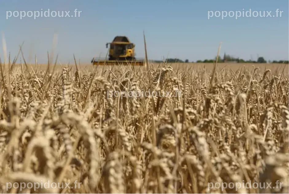 Le climat fait flamber les prix des céréales sur le marché mondial ...