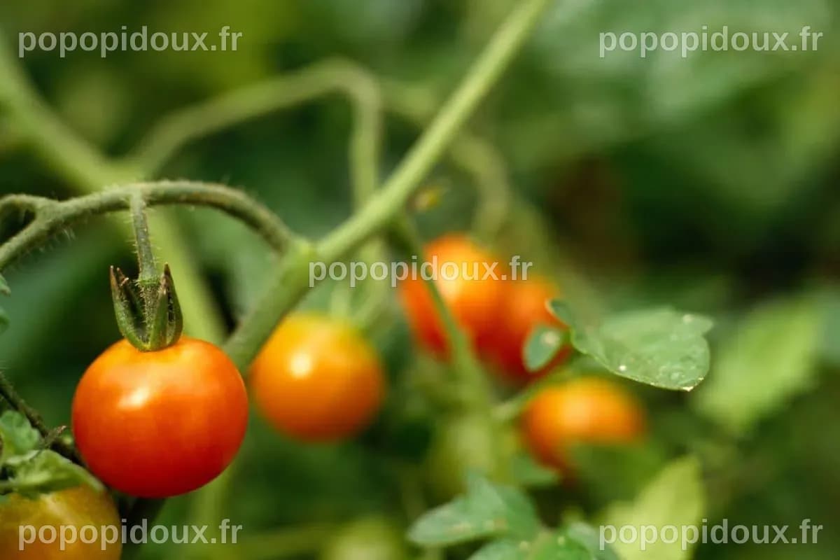 Plants de tomates : Tout ce que vous devez savoir, notamment sur la ...