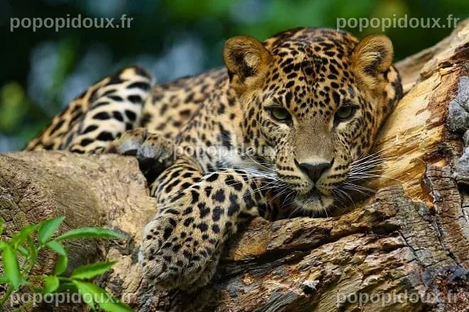 25 animaux en voie de disparition dans le monde