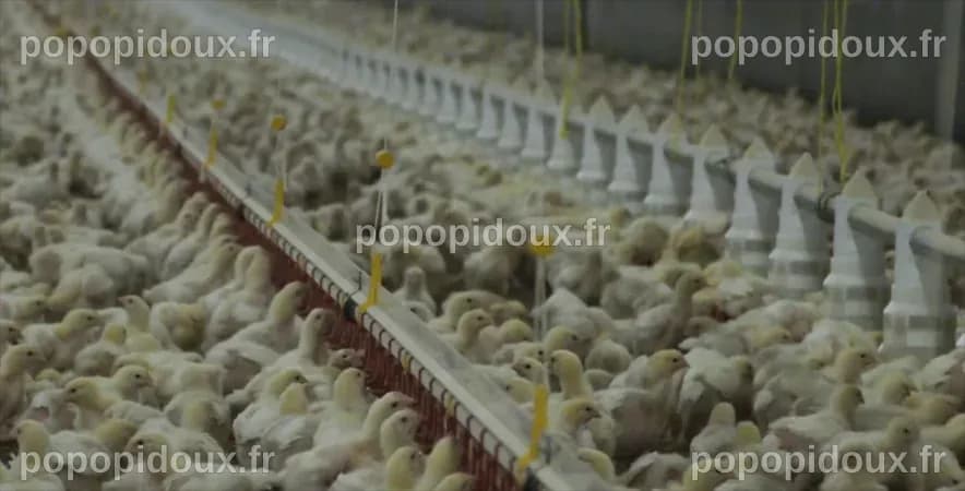 Une étude révèle que l'élimination des renards et corbeaux est économiquement injustifiable