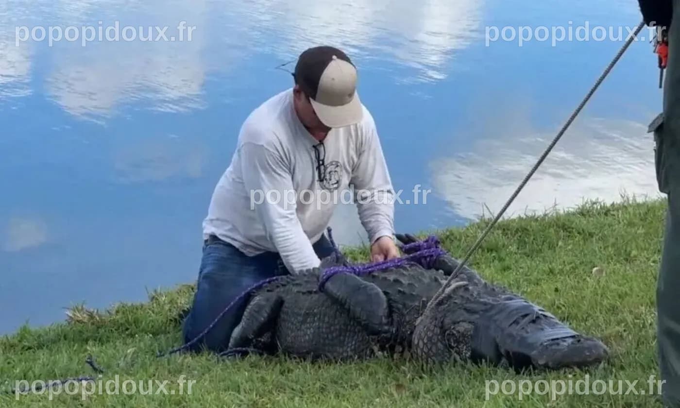 Une femme âgée de 85 ans tuée par un alligator en Floride en sauvant ...