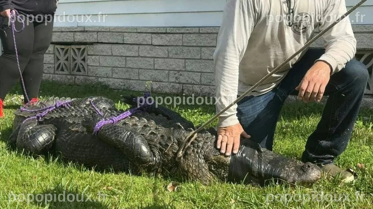 Une femme âgée de 85 ans tuée par un alligator en Floride en sauvant ...