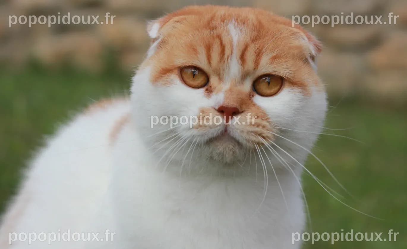 Animaux. Il élève des chats scottish fold
