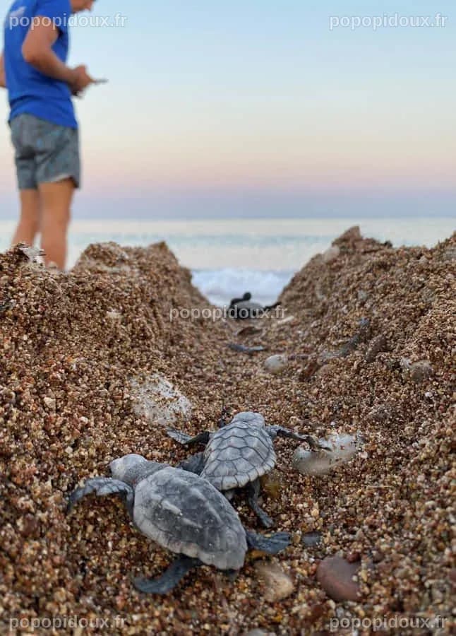 Une tortue de mer Kemp's ridley à trois membres suivie par satellite en mer