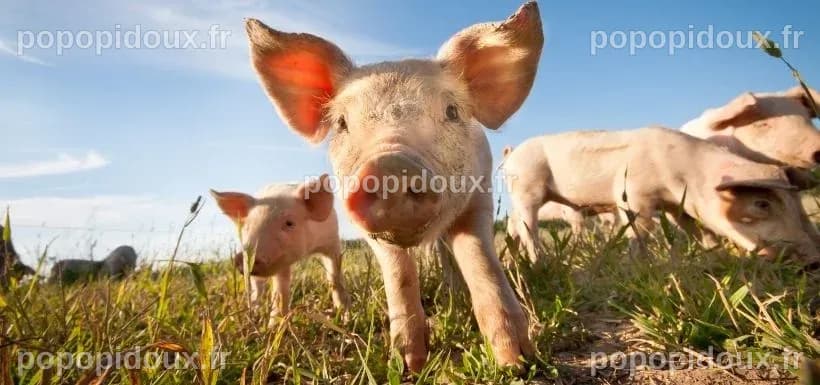 Sommet One Health : Vers une approche intégrée de la santé humaine, animale et environnementale