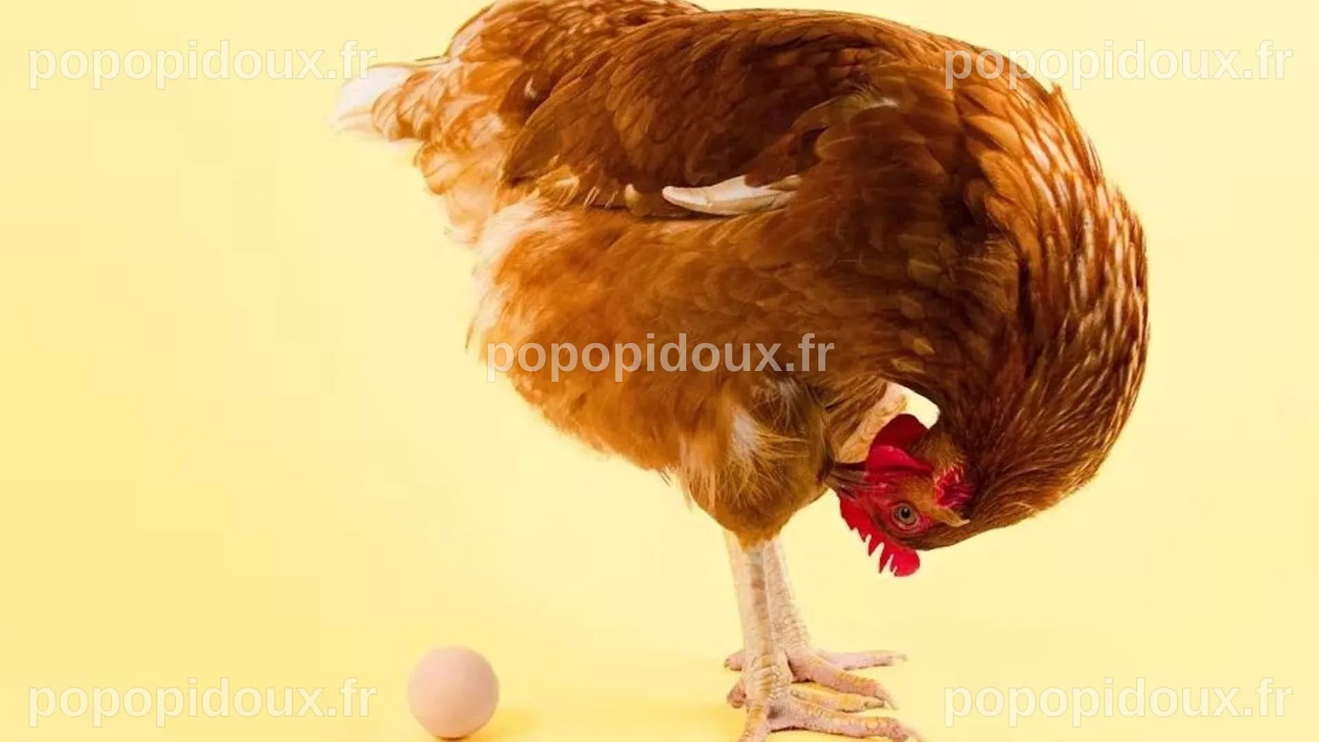 L’œuf ou la poule : un dilemme pour l’esprit et la science - RTBF Actus