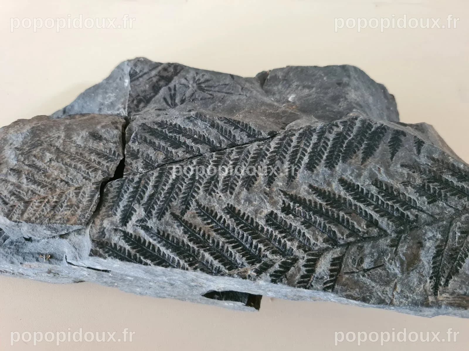 Une créature préhistorique démasquée : un faux octopode vieux de 300 millions d'années révèle ses véritables origines