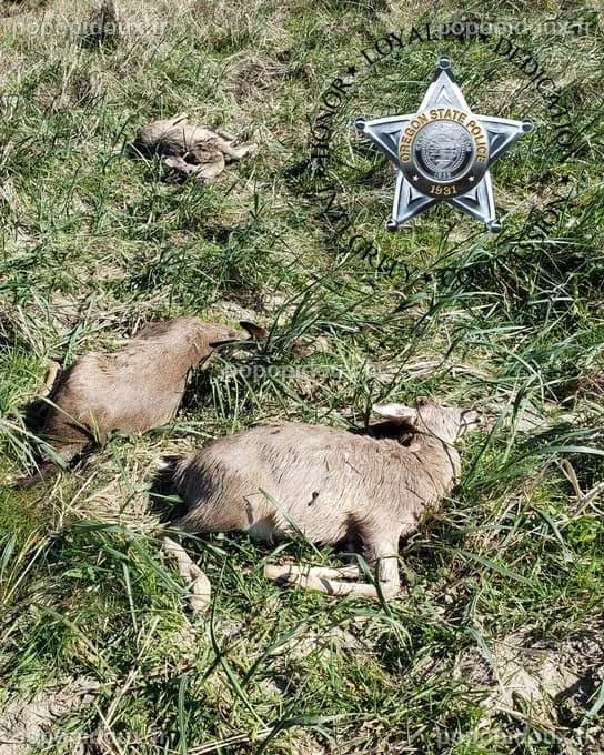 Oregon Man Charged With Killing 3 Deer Out of Season - Authority Sportsman