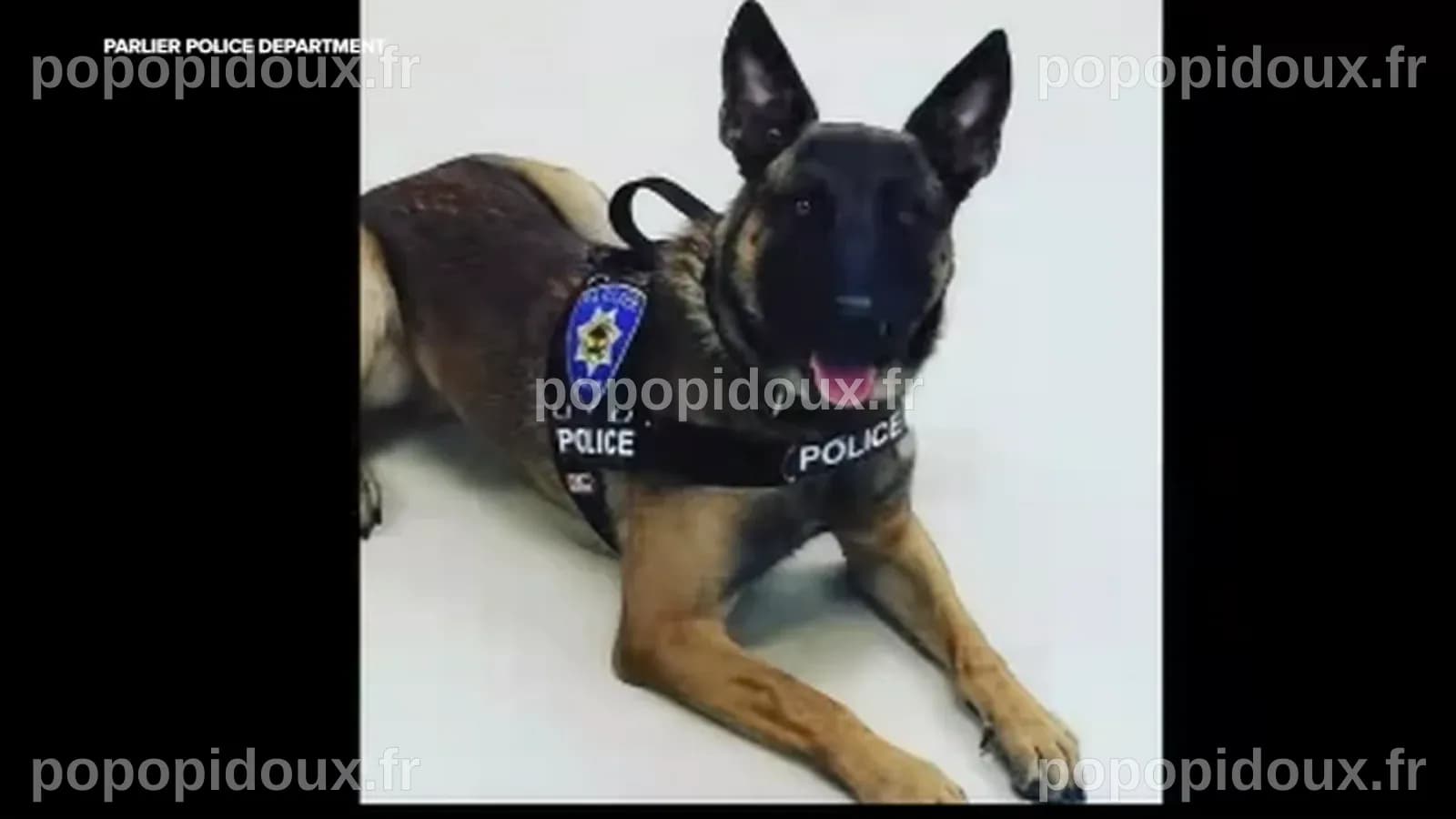 La police locale en deuil après la perte d'un chien policier à la retraite