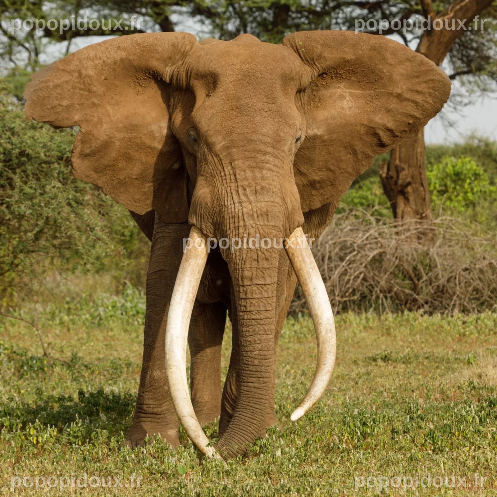 Biggest Elephant Ever Killed